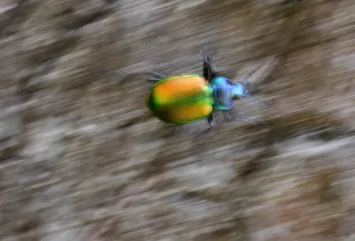 Фото жука красотела для бесплатного скачивания