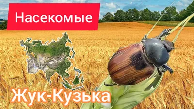 Новые фотографии Жука кузьки