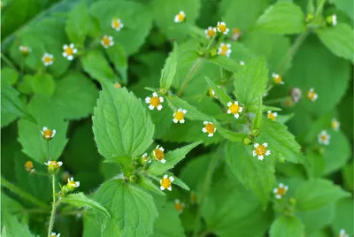 Фото жука кузьки - великолепие природы