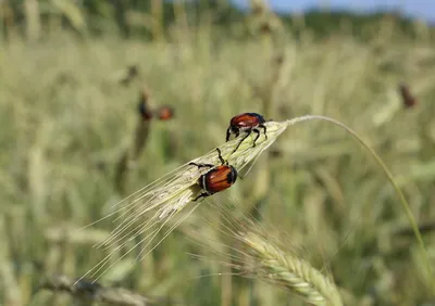 Жук кузька на фотографиях