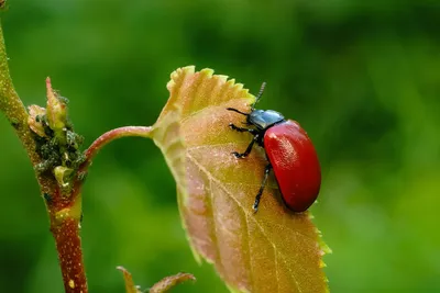 Великолепные фотографии жука листоеда: его красота и уникальность