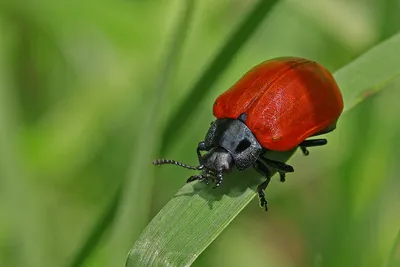 Фотографии жука листоеда: его адаптации к разным климатическим условиям