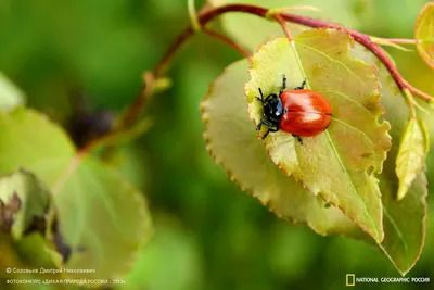 Фото жука листоеда: его важность для сохранения экосистем