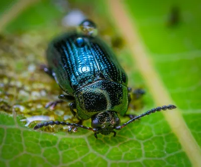 Изображения жука листоеда в Full HD