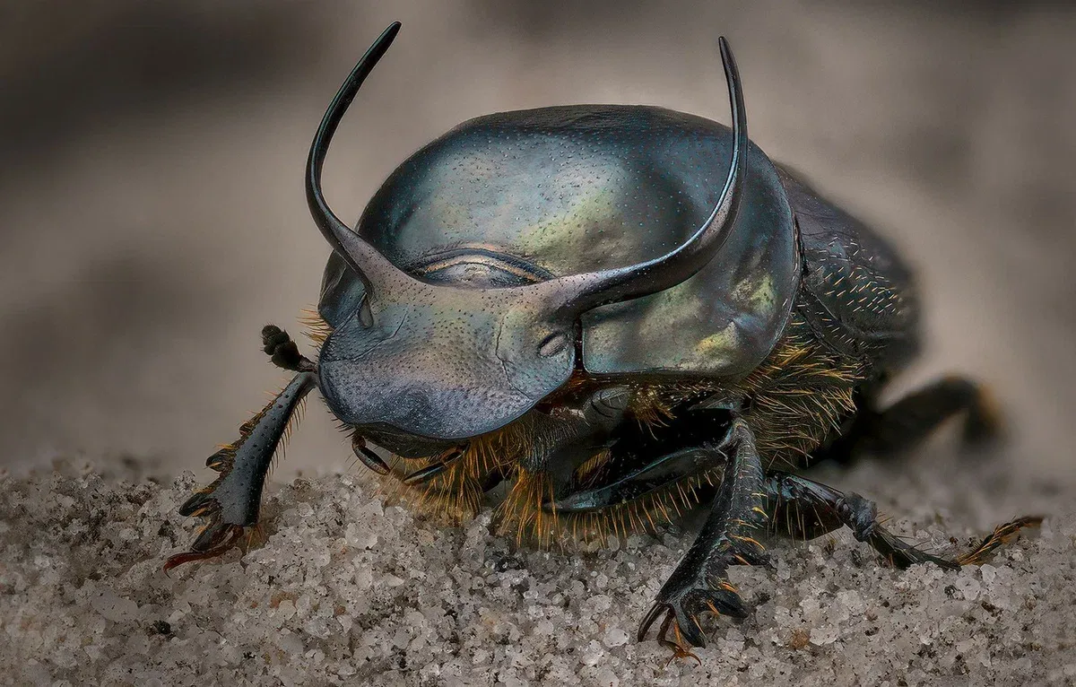 Вся правда о жуках-навозниках: они спасают мир