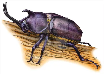 Изображения жука носорога: скачать бесплатно в хорошем качестве