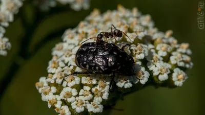 Фотография жука оленки мохнатой: взгляните на этот уникальный вид