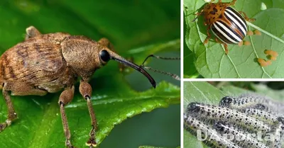 Фото жука оленки мохнатой: красота в каждой детали