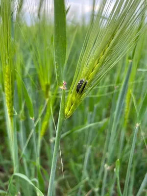 Фото жука оленки мохнатой: красота в ее лучшем проявлении