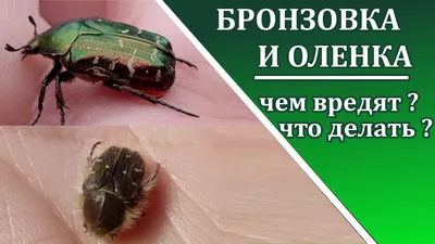 Жук оленка: красота в мельчайших деталях