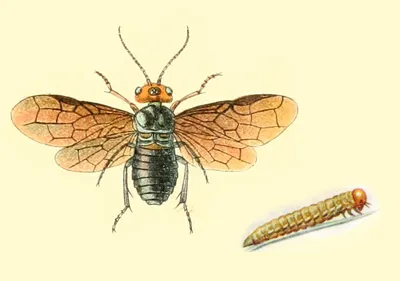 Жук пилильщик: скачать бесплатно красивые картинки