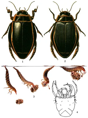 Фото Жука плавунца для загрузки