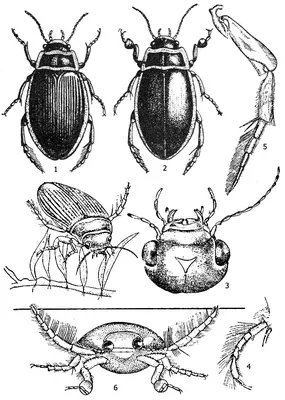 Фото Жука плавунца для научной работы