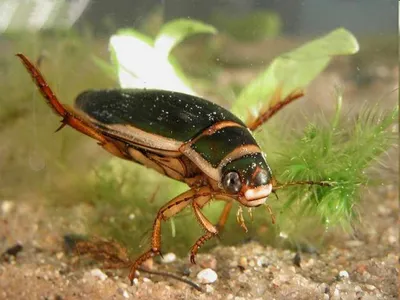 Природное великолепие: фотографии жука плавунца