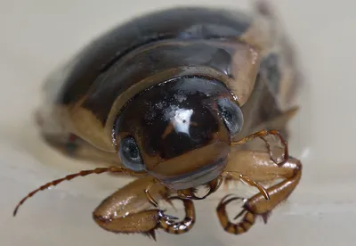 Фотографии жука плавунца: уникальные ракурсы