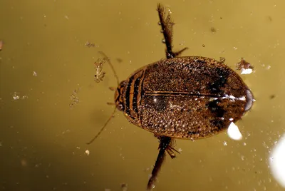 Фотографии жука плавунца: природное разнообразие