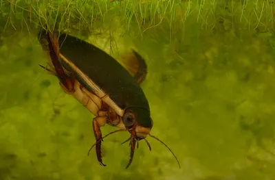 Фотографии жука плавунца: уникальное видение насекомого