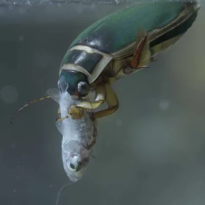 Фото жука плавунца в формате PNG