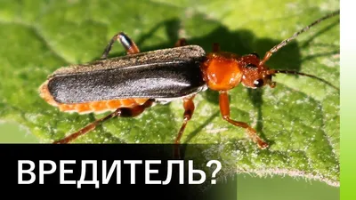 Исключительные изображения жука пожарника