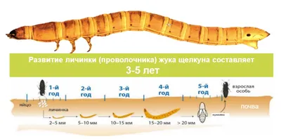 Жук проволочник: информация и красивые фото