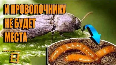 Откройте для себя Жука проволочника на этой фотографии