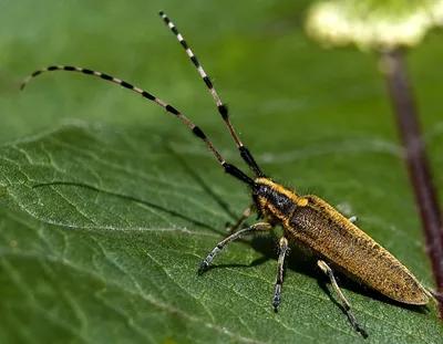 Фотографии жука с большими усами: удивительные формы и цвета