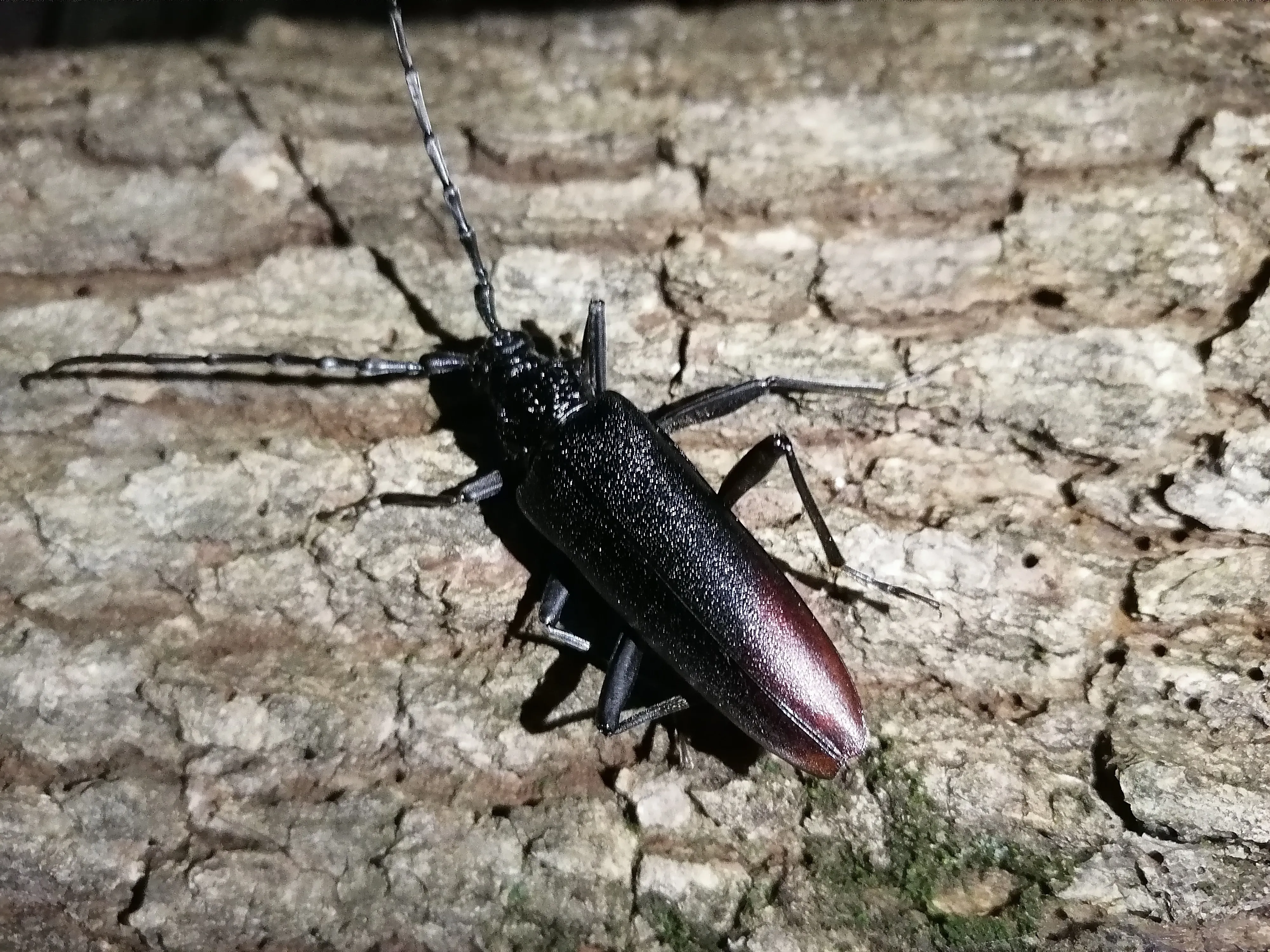 Жук с длинными усами фото. Жук усач дровосек. Жук-усач (Cerambycidae). Зубчатогрудый усач. Дровосек зубчатогрудый.