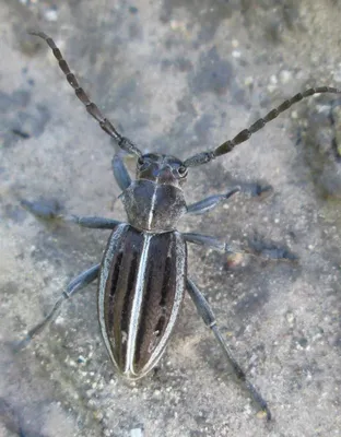 Фото жука семечки: выберите размер изображения для скачивания