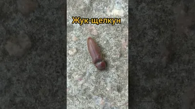 Жук щелкун - красивая фотография