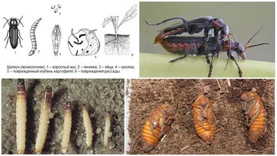 Жук щелкун: качественная картинка