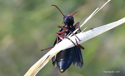 Фото жука шпанки: взгляд на мир изнутри
