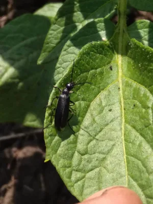 Уникальные изображения жука шпанка
