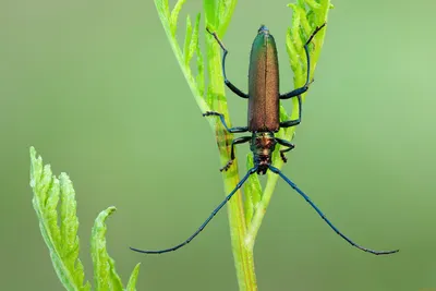 Фото жука шпанки: красота в простоте