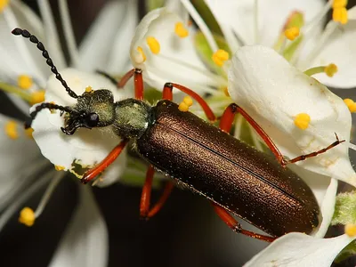 Фото жука шпанка в разных размерах