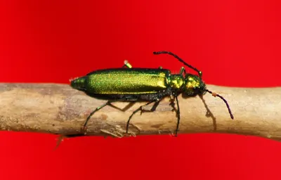 Красивые изображения жука шпанки