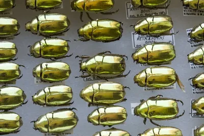 Фотографии жука скарабея: природа в объективе