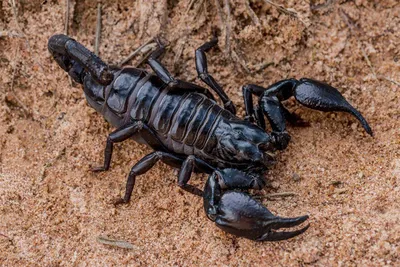 Великолепие жука скорпиона на фотографиях