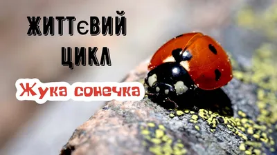 Фото жука сонечко в формате 4K