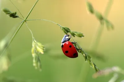 Фото жука сонечко в HD качестве