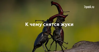 Фото жука стрекача: удивительные моменты природы