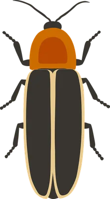 Фото жука светлячка для скачивания бесплатно