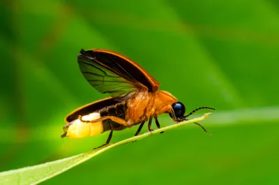 Фото жука светлячка в движении