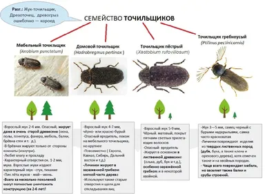 Фото жука точильщика: мастерство в деталях