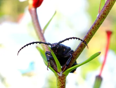 Изображения жука усача в 4K разрешении