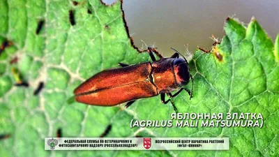 Фото Жука златка во всей красе