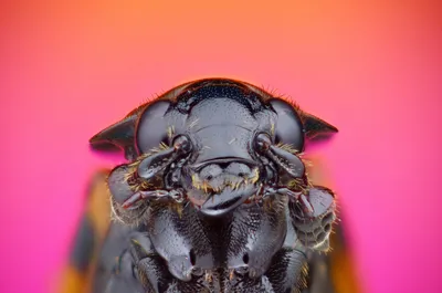 Фото жука могильщика: удивительная красота природы
