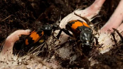 Фотографии жука могильщика: природная красота в объективе