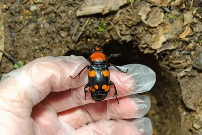Уникальные фотографии жука могильщика в формате 4K