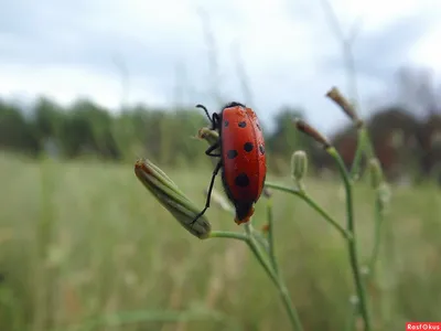 Фотографии жука могильщика: природное искусство