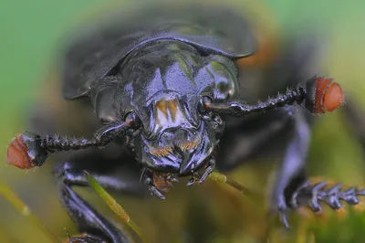 Удивительные фотографии жука могильщика